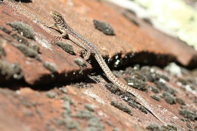 Lézard des murailles 