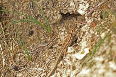 Lézard des murailles 
