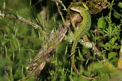 Lacerta bilineata