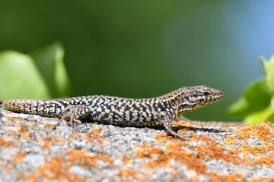 Podarcis muralis