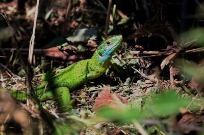 <i>Lacerta bilineata</i>