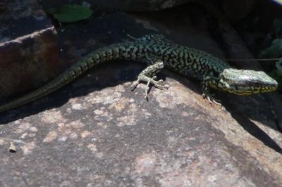 Lézard des murailles 