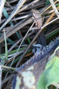 Lézard vivipare 