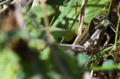 Lézard vivipare 