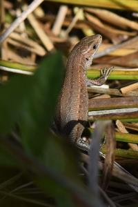 Lézard vivipare 