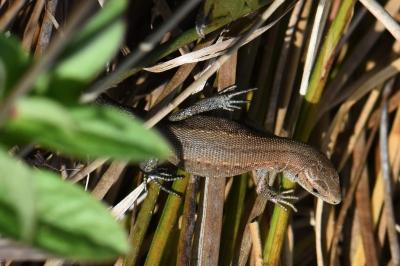 Lézard vivipare 