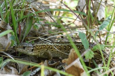 Lézard des souches 