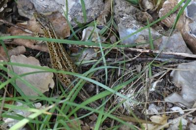 Lézard des souches 
