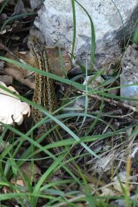 Lacerta agilis