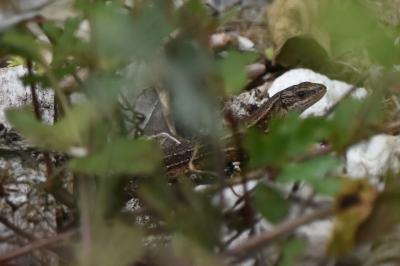 Lézard vivipare 