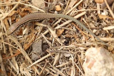 Lézard des murailles 