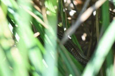 Lézard vivipare 