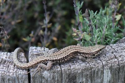 Lézard des murailles 