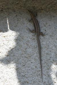 Lézard des murailles 