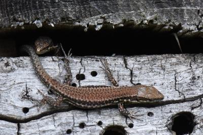 Lézard des murailles 