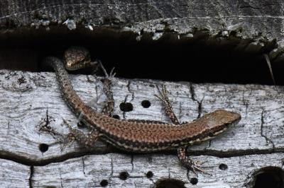 Podarcis muralis