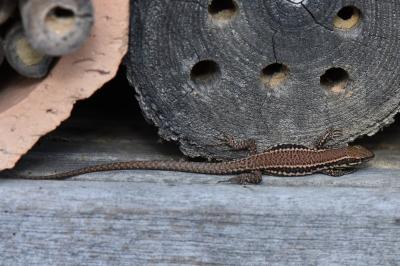 Podarcis muralis