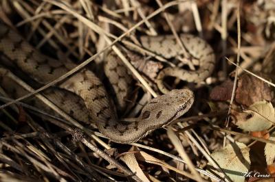Vipera aspis