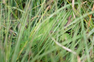 Lézard vivipare 