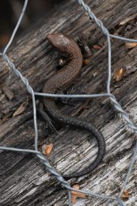 Lézard vivipare 