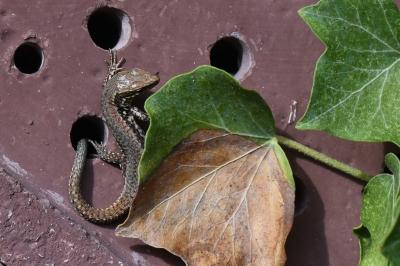 Lézard des murailles 