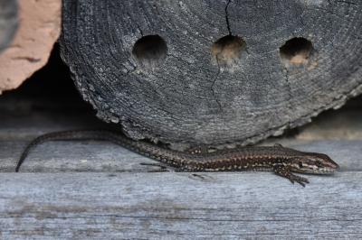 Lézard des murailles 