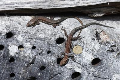 Lézard des murailles 