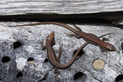 Lézard des murailles 