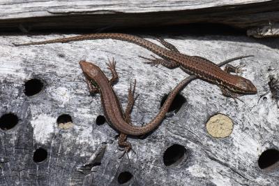 Podarcis muralis
