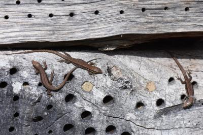Podarcis muralis