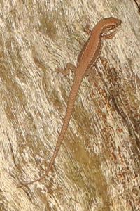 Lézard des murailles 