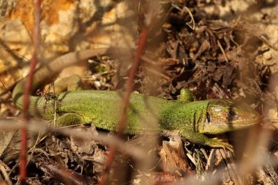 <i>Lacerta bilineata</i>