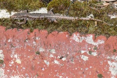 Lézard des murailles 