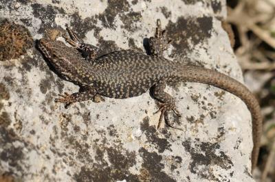 Podarcis muralis