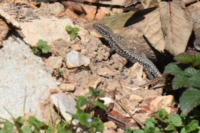 Lézard des murailles 