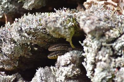 Lézard des murailles 