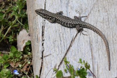 Lézard des murailles 