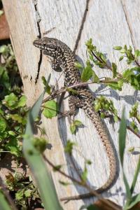 Lézard des murailles 