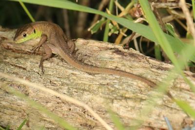 <i>Lacerta bilineata</i>