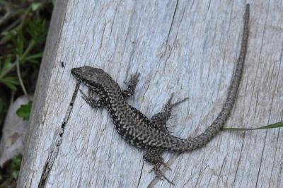 Lézard des murailles 