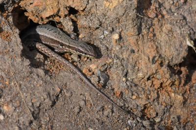 Lézard des murailles 