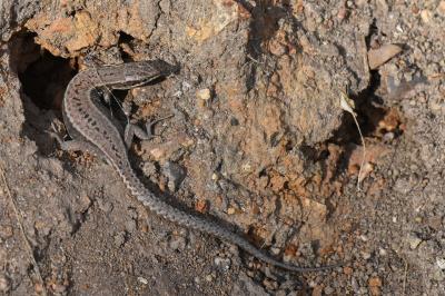Lézard des murailles 
