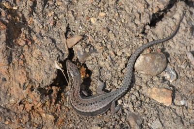 Lézard des murailles 