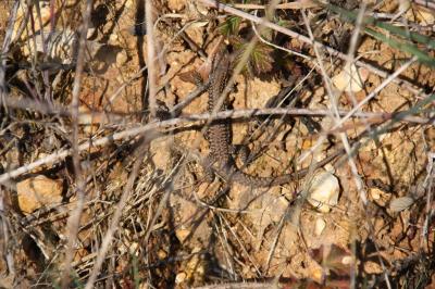 Lézard des murailles 