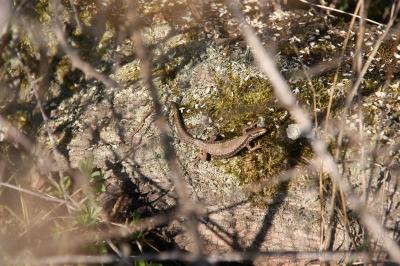 Lézard des murailles 