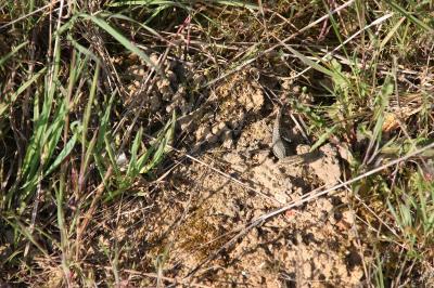Lézard des murailles 