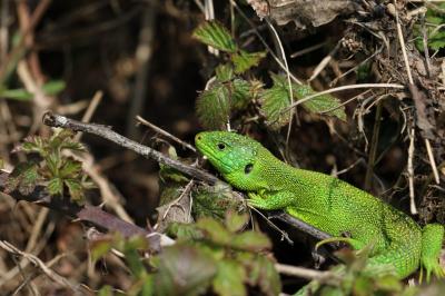 <i>Lacerta bilineata</i>