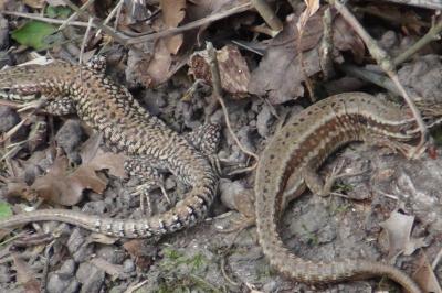 Lézard des murailles 