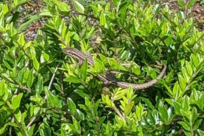Lézard des murailles 