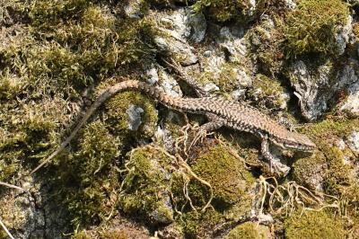 Lézard des murailles 